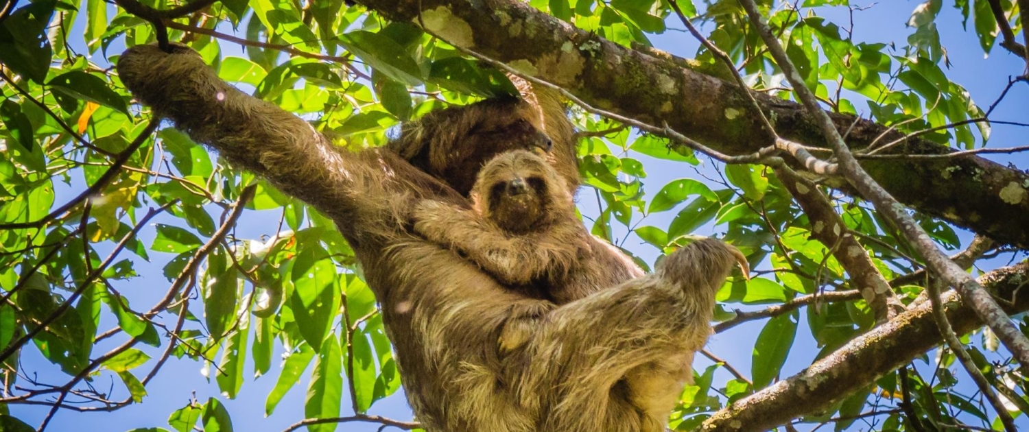Cloud Forest - Sloths