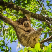 Cloud Forest - Sloths